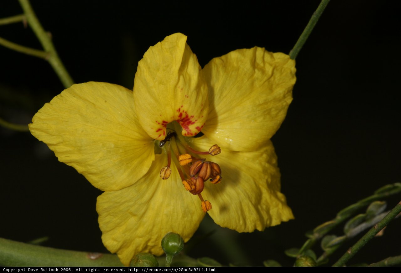 Sunny Geranium