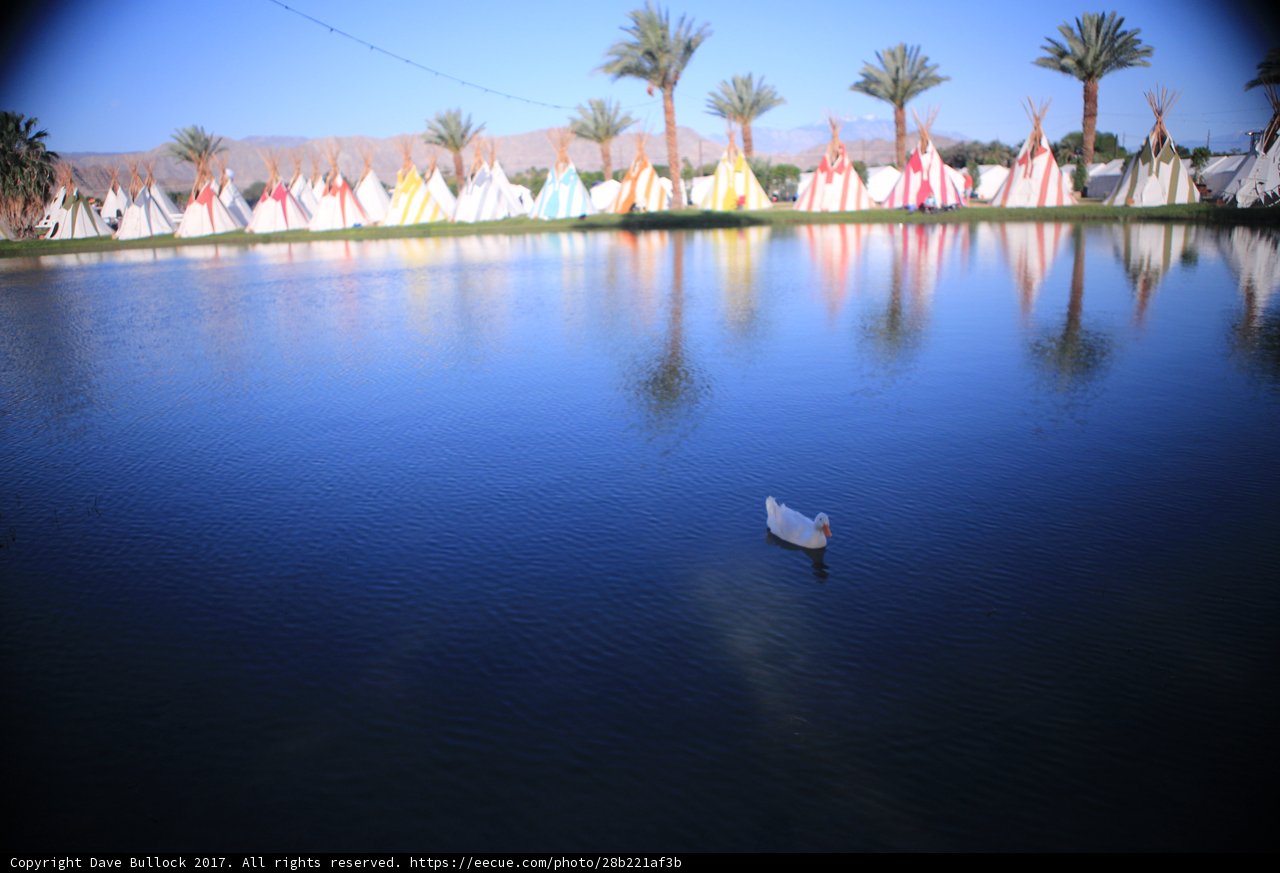 White Duck and Tents on the Lake