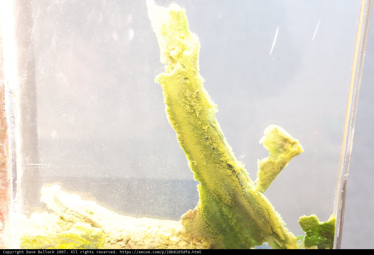 Aquatic Plant in a Clear Container