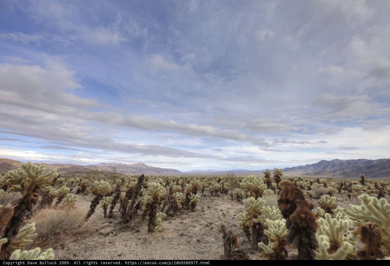 Majestic View of Joshua Tree Desert
