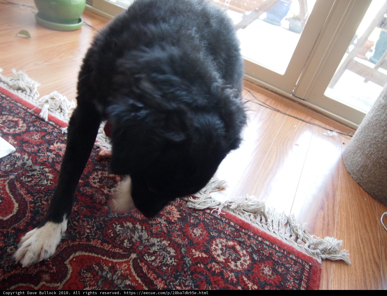 Curious Canine Investigates Strange Scent