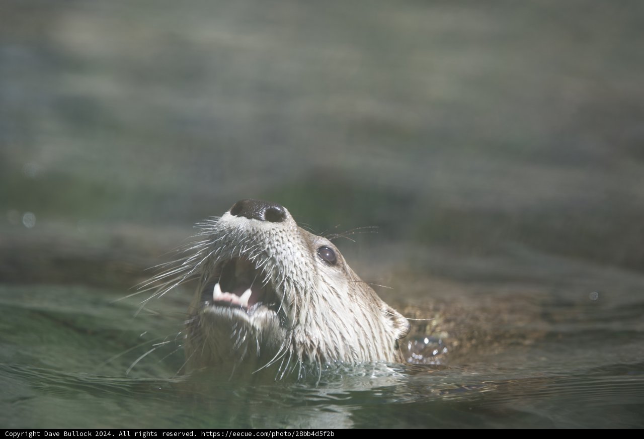 Curious Otter Emerges
