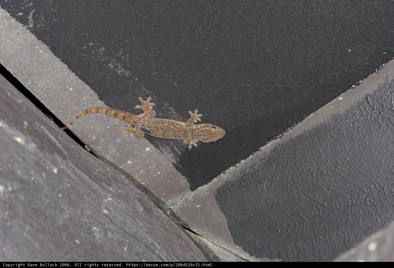 Gecko Protruding