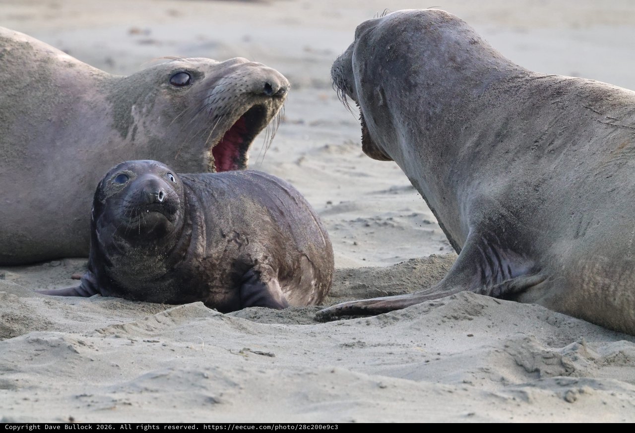 Elephant Seal Pup Drama at Drakes Beach