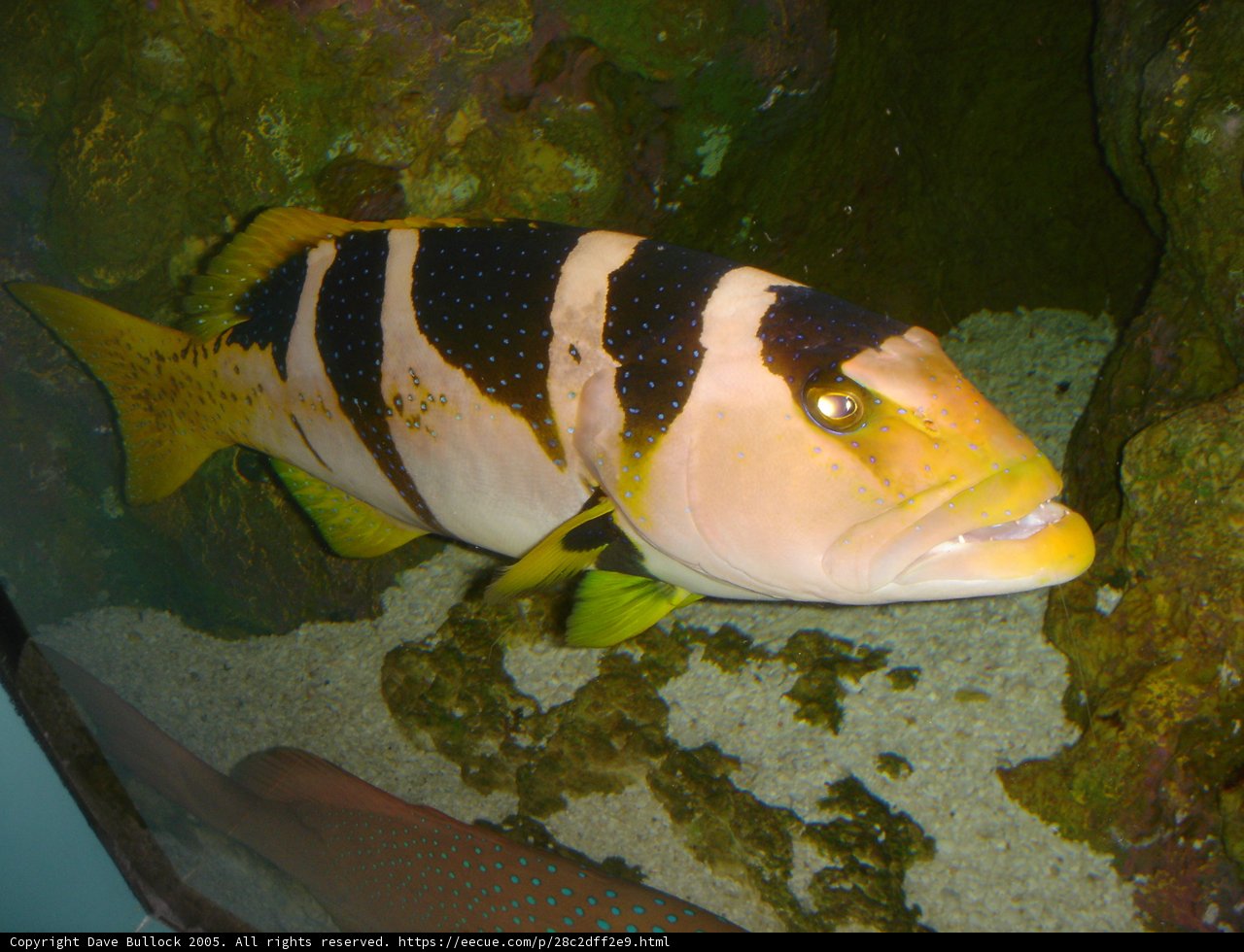 Striped Aquatic Beauty