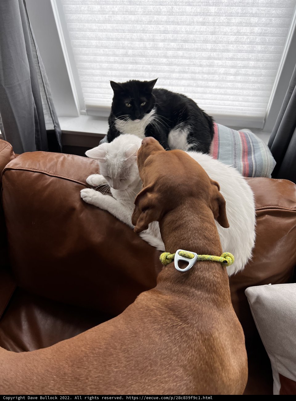 Couch Companions