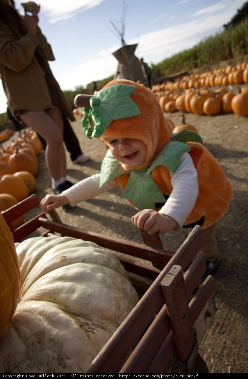 A Delightful Encounter at the Halfmoon Bay Pumpkin Patch