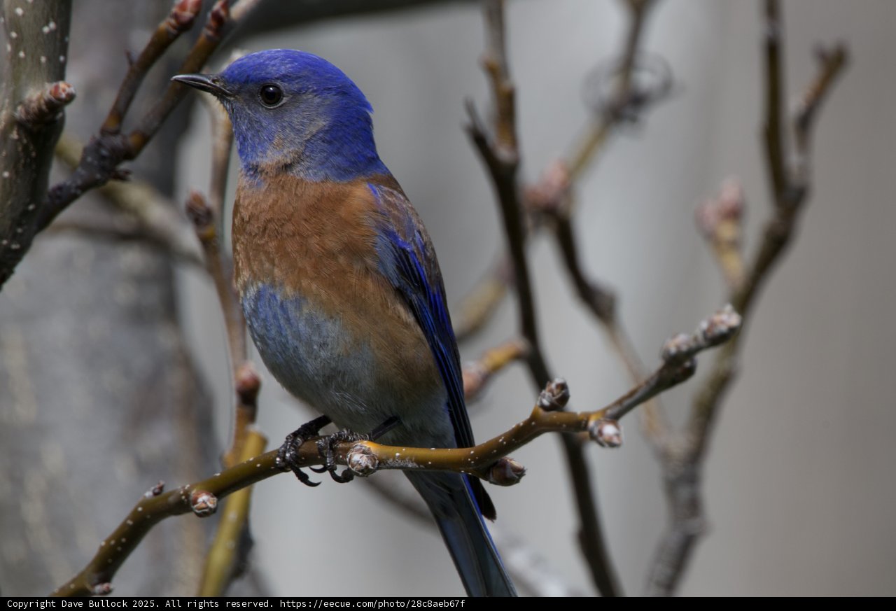 Perched Elegance: A Moment with a Bluebird