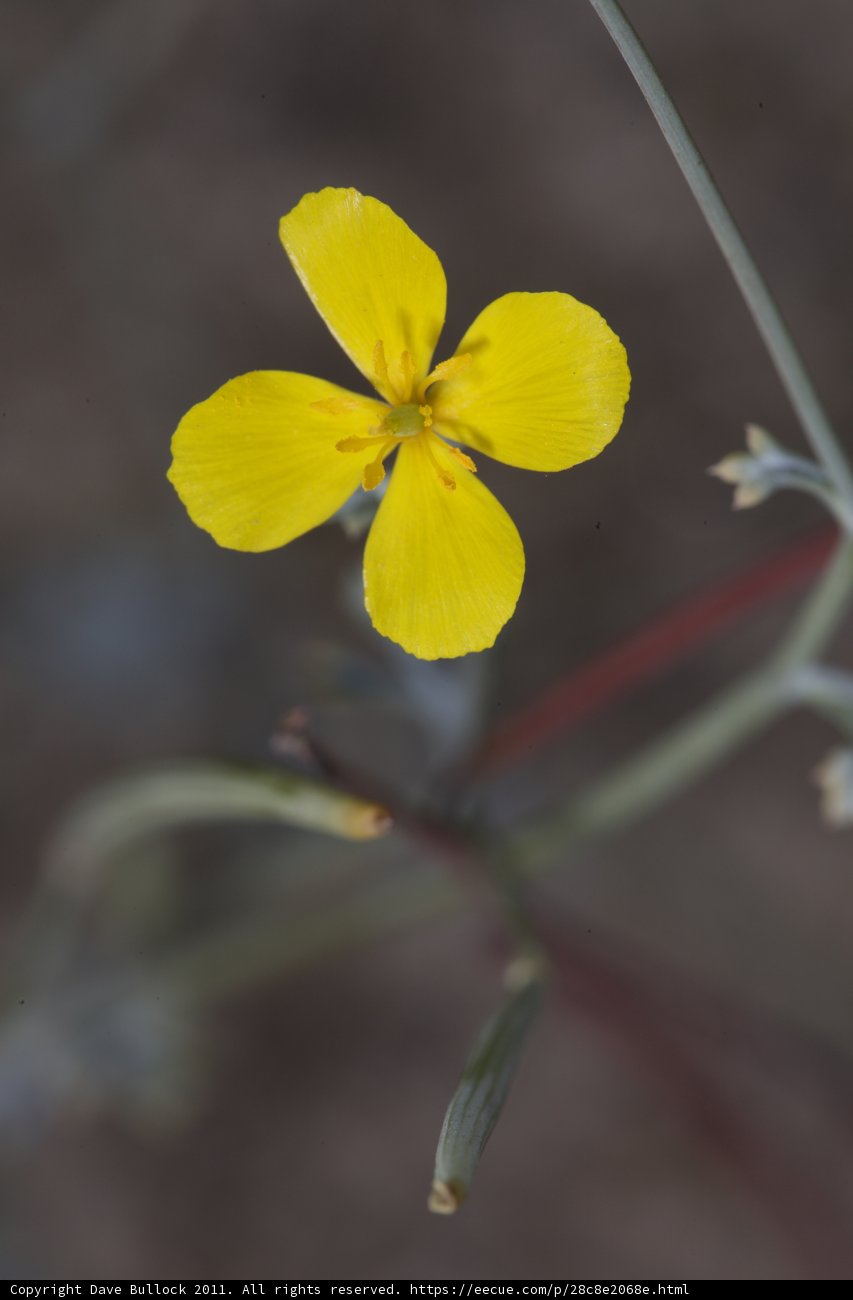 Desert Geranium
