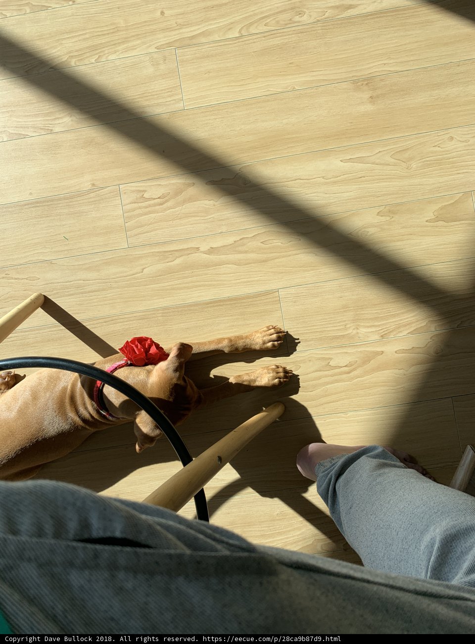 A Cozy Afternoon with Man's Best Friend