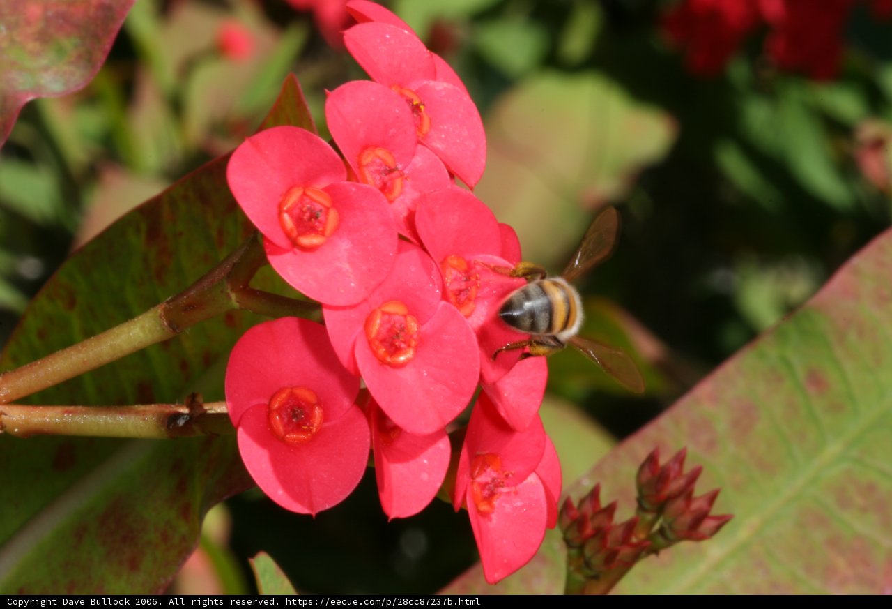 Buzzing on Begonias