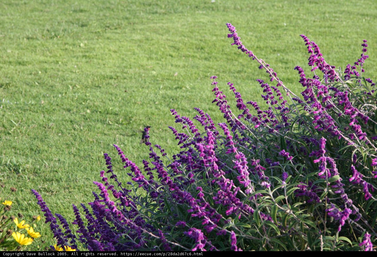 Purple Snapdragons in the Green Grass