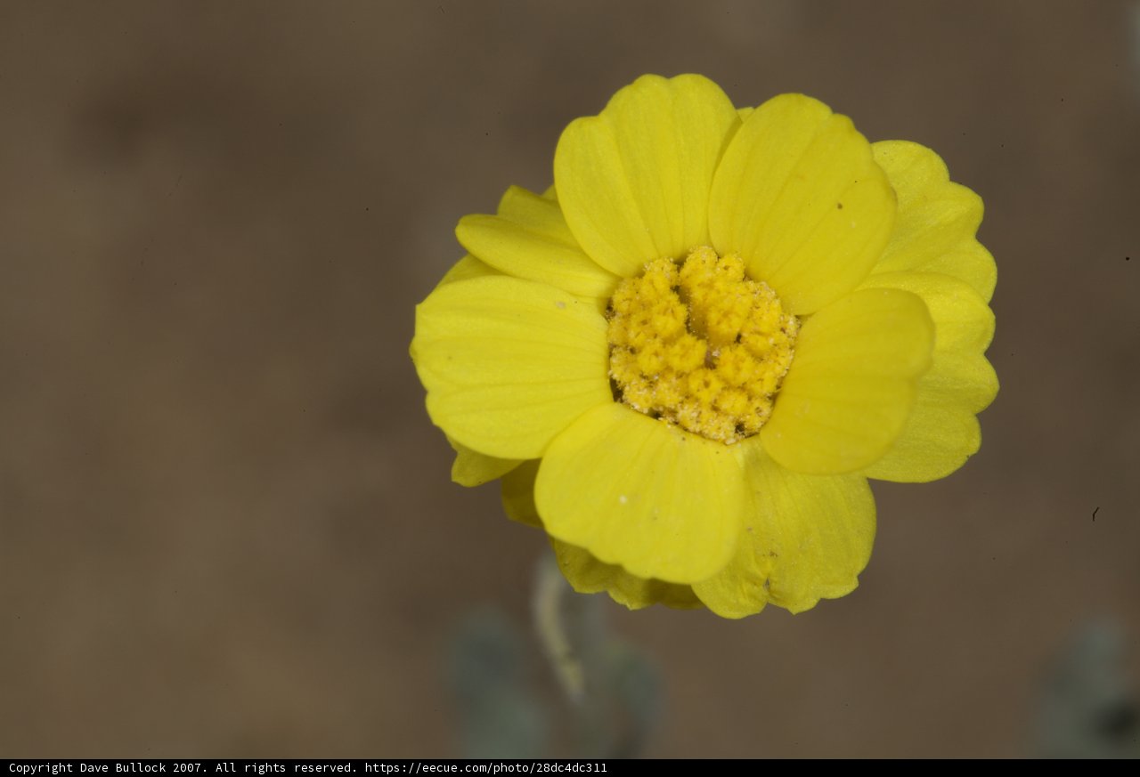 Sunny Bloom