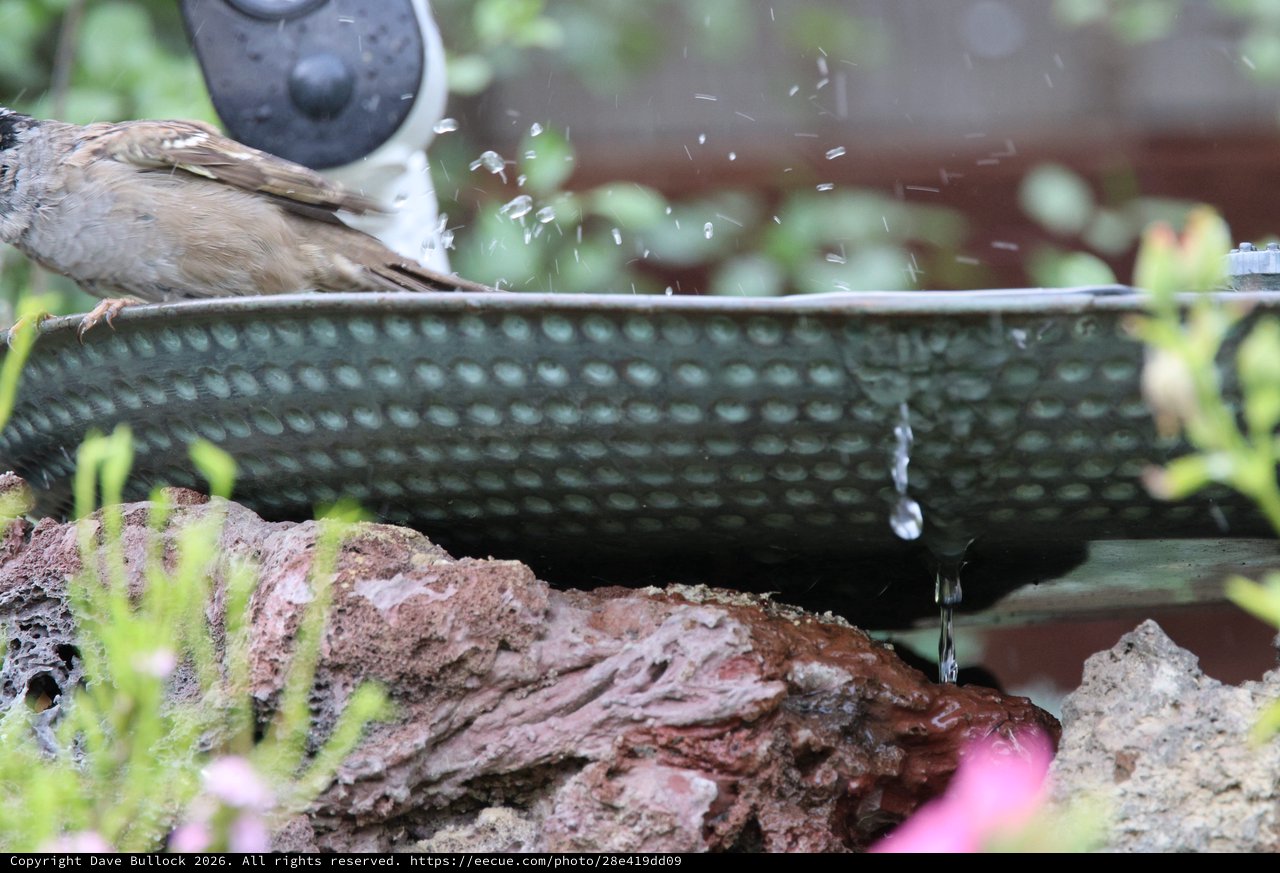 House Sparrow Bathing in Garden Birdbath