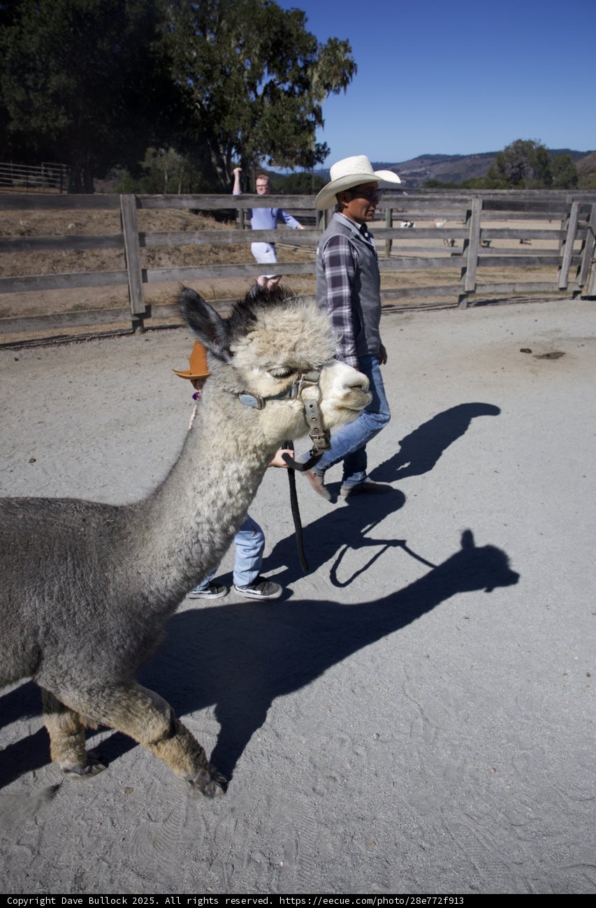 Llama Stroll Under the Ranch Sun