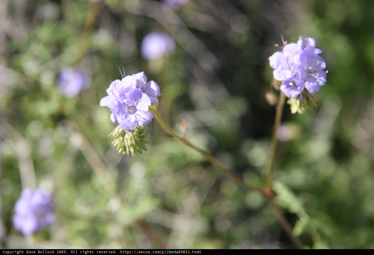 Purple Geraniums in the Wild