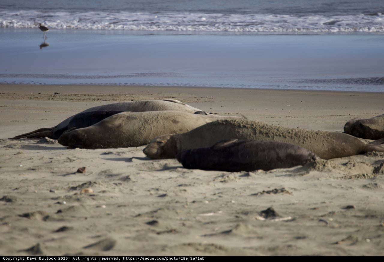 Elephant Seals Resting on Drakes Beach Shore
