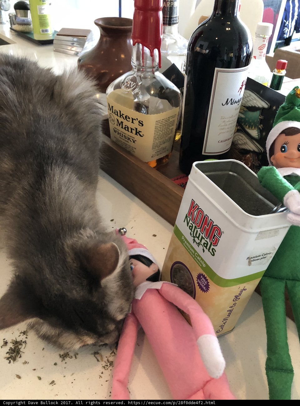 Cat and Elf on the Counter