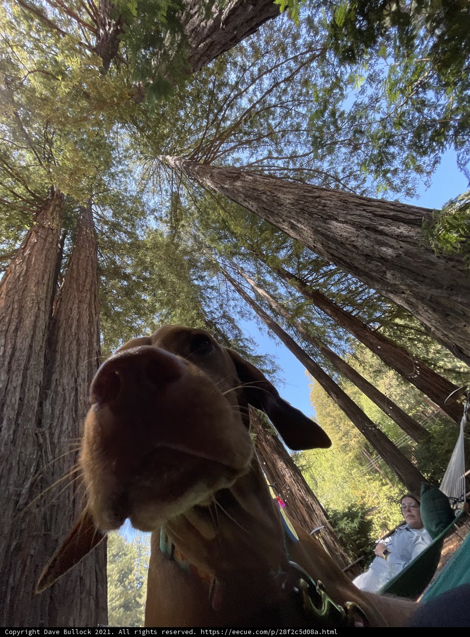 Skygazing Pup