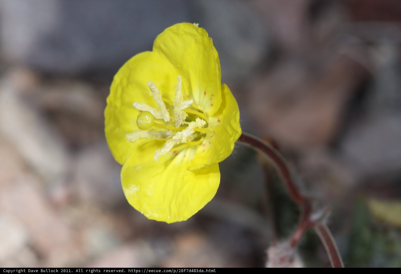 Sunny Bloom