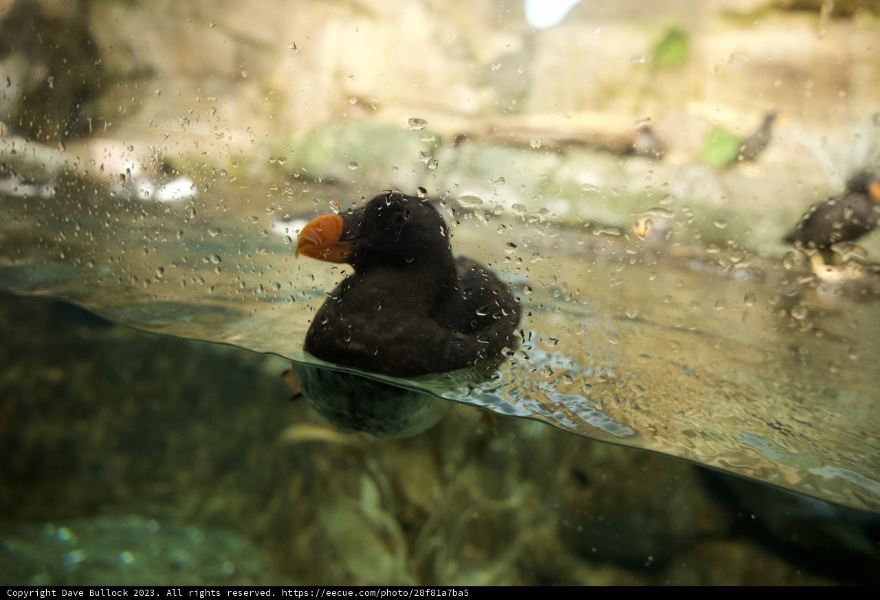 The Gleaming Puffin at Monterey Bay
