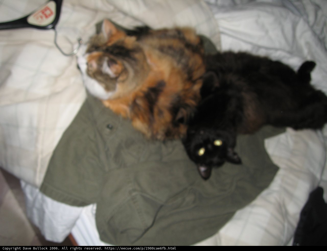 Feline Friends on the Couch