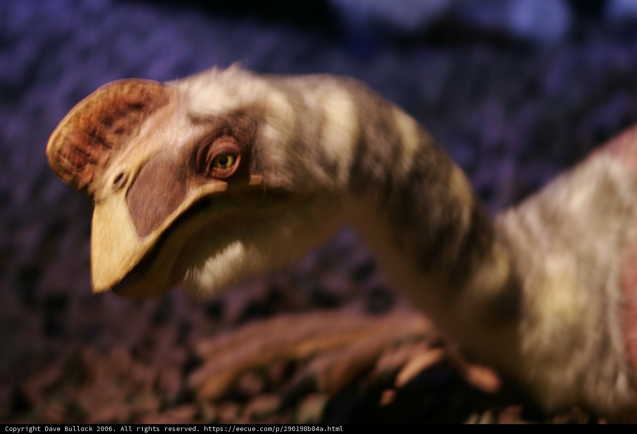 Majestic Vulture