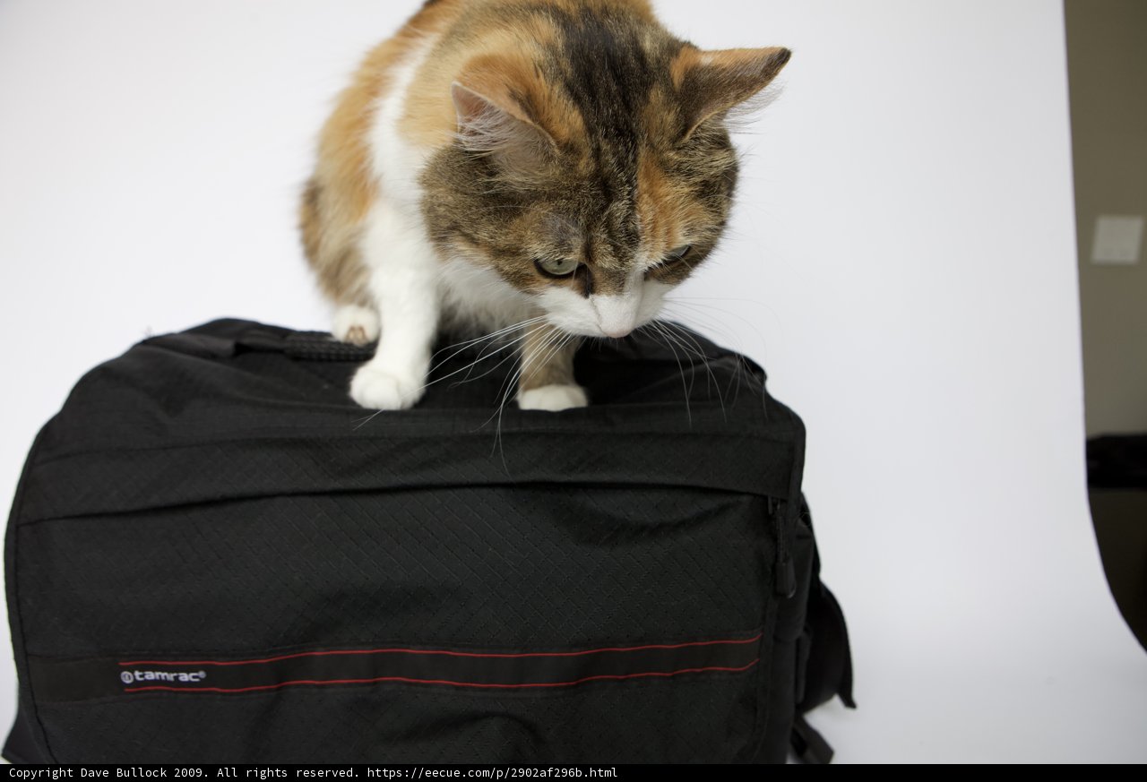 Cat on a Black Bag