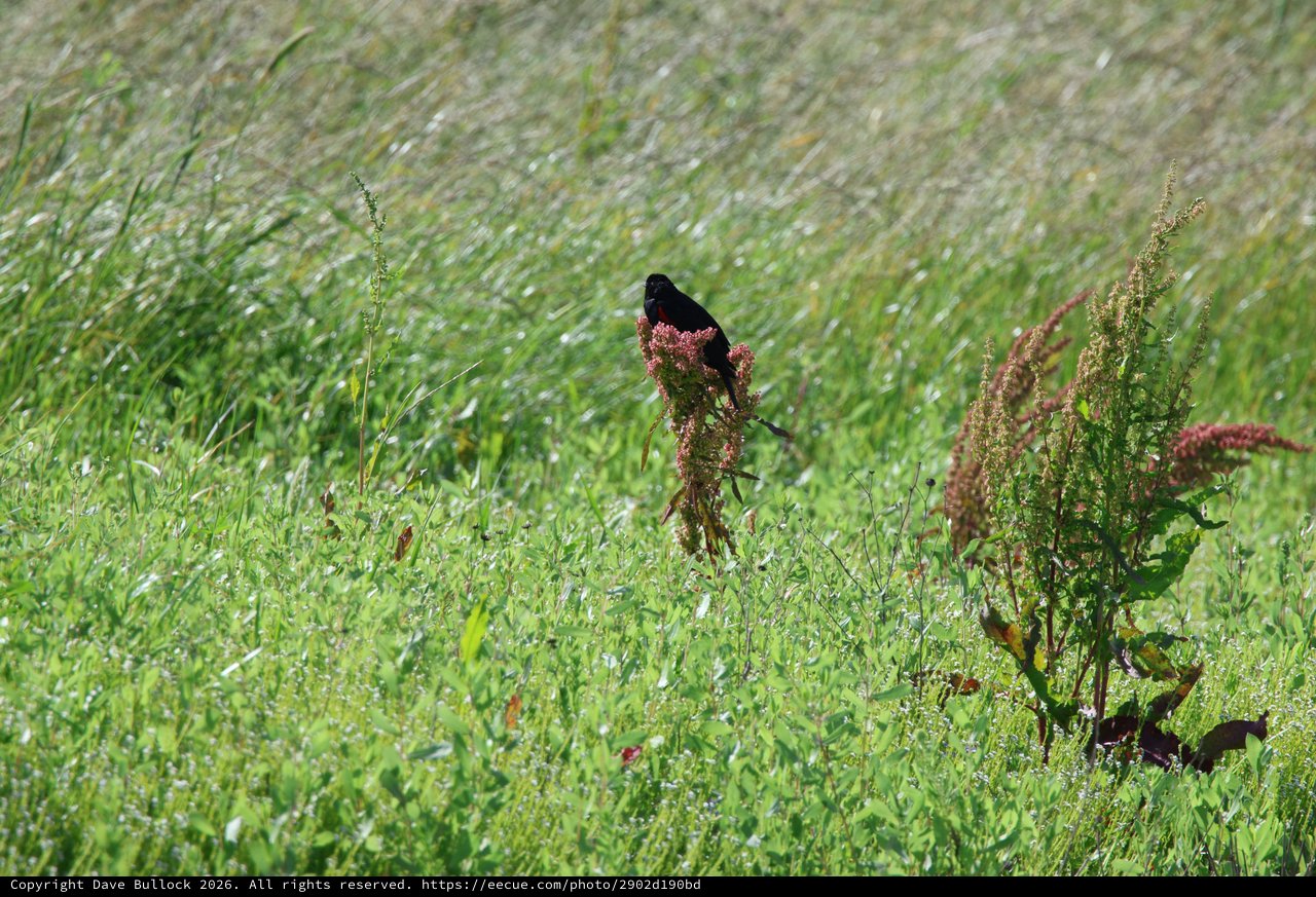 Red-Winged Blackbird Perched Among Prairie Wildflowers