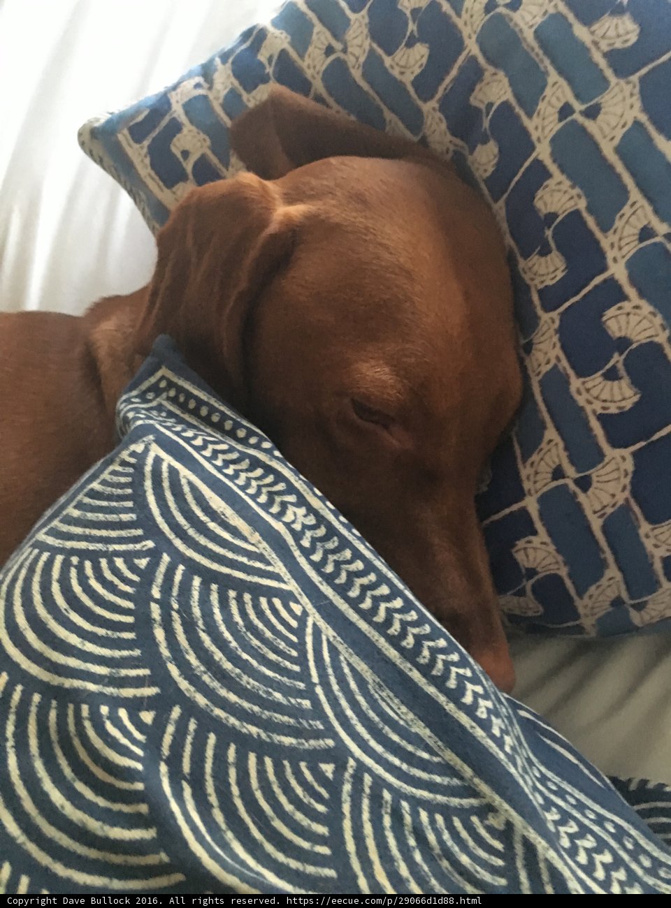 The Sweetest Dreams