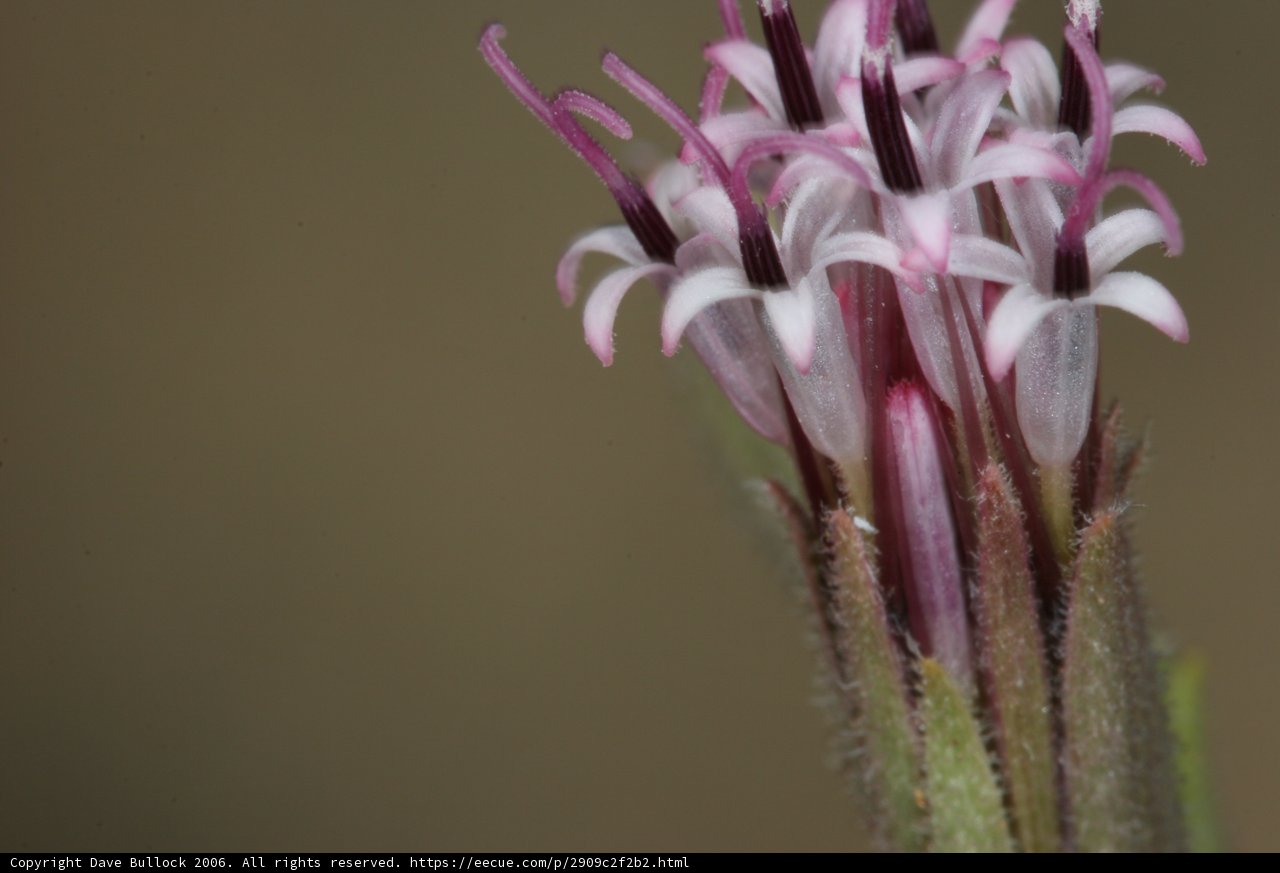 Close-up of a Geranium Flower with Abundant Pollen