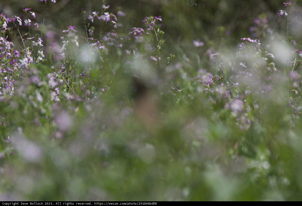 Whispers of Purple: A Spring Symphony