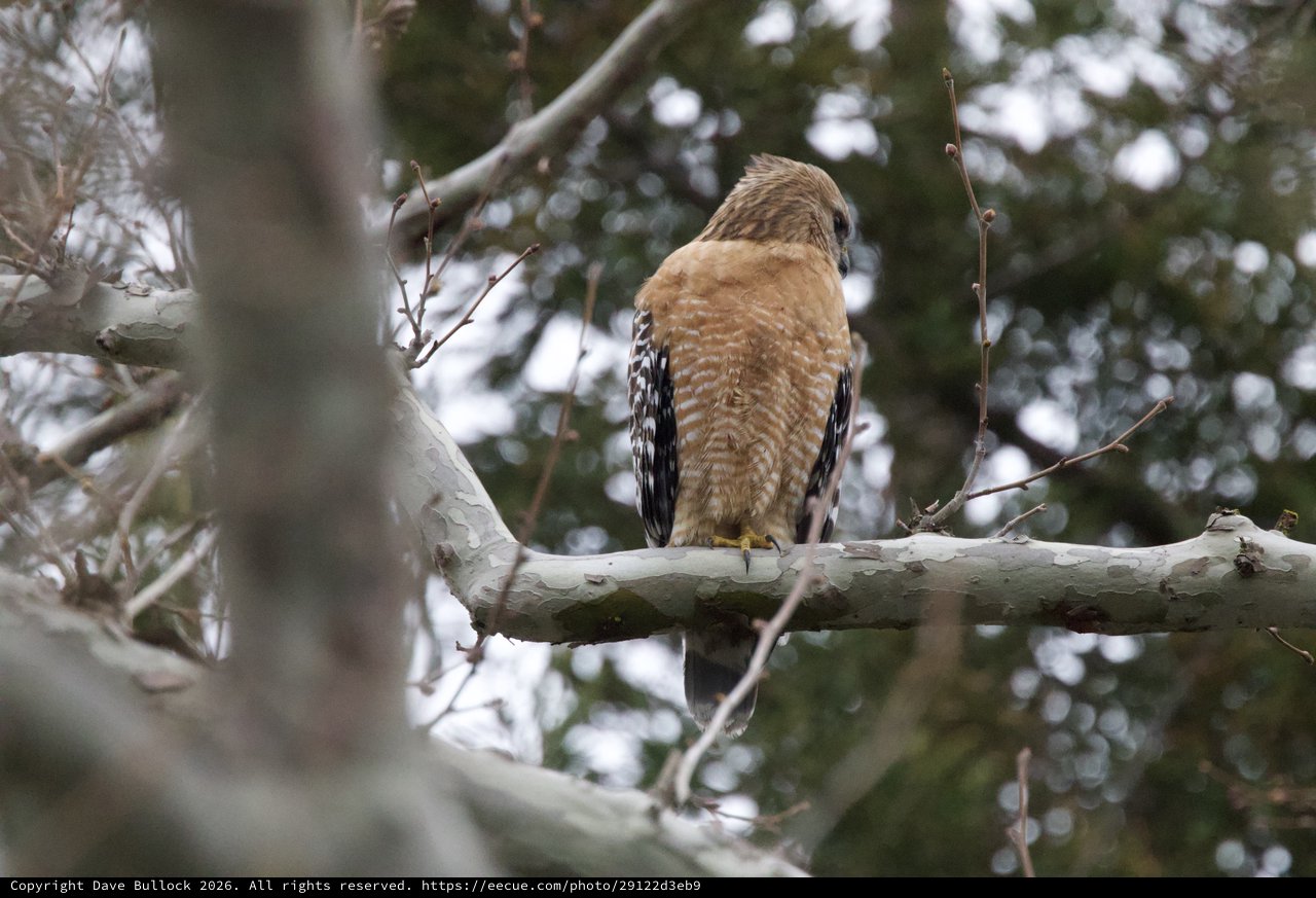 Red-shouldered Hawk Perched on Winter Branch
