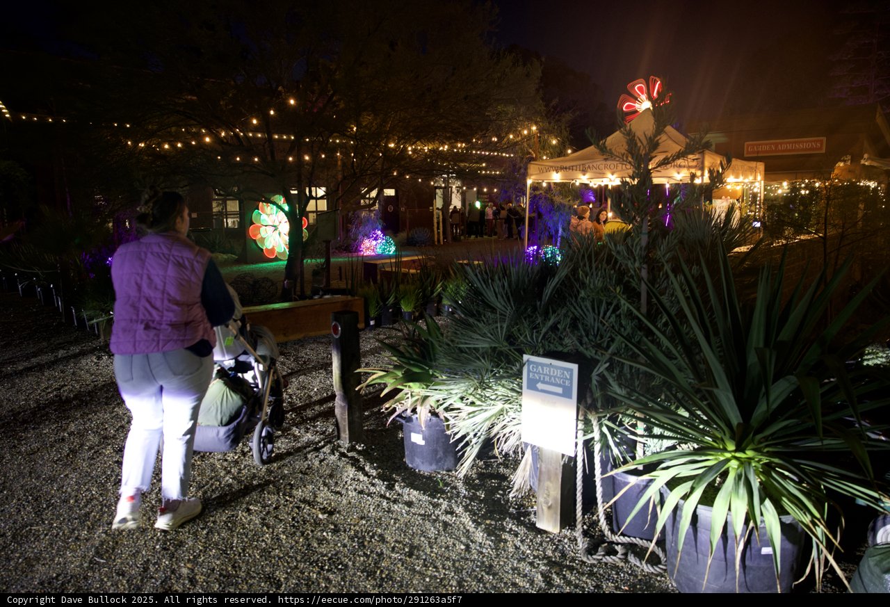Strolling Through the Garden of D'Lights