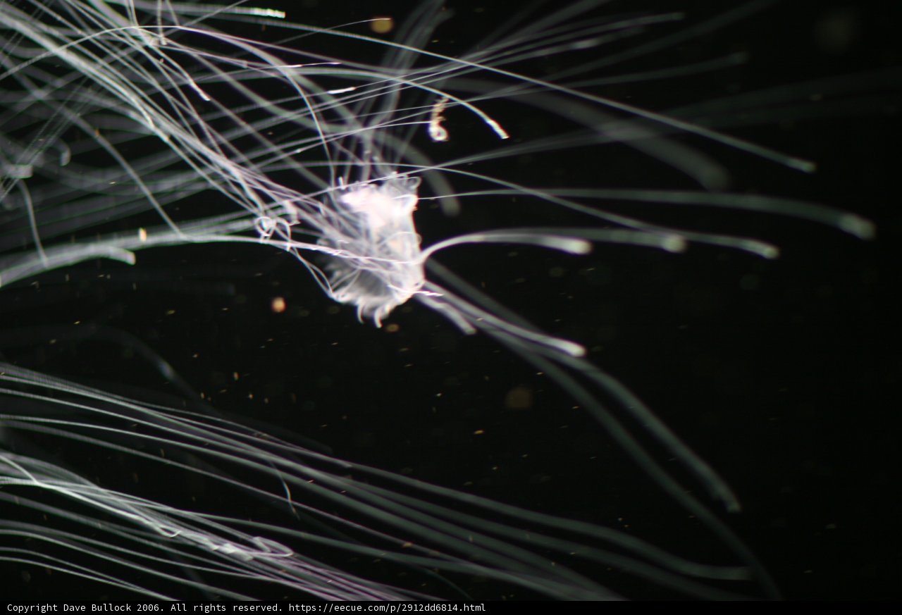 Enchanting Jellyfish