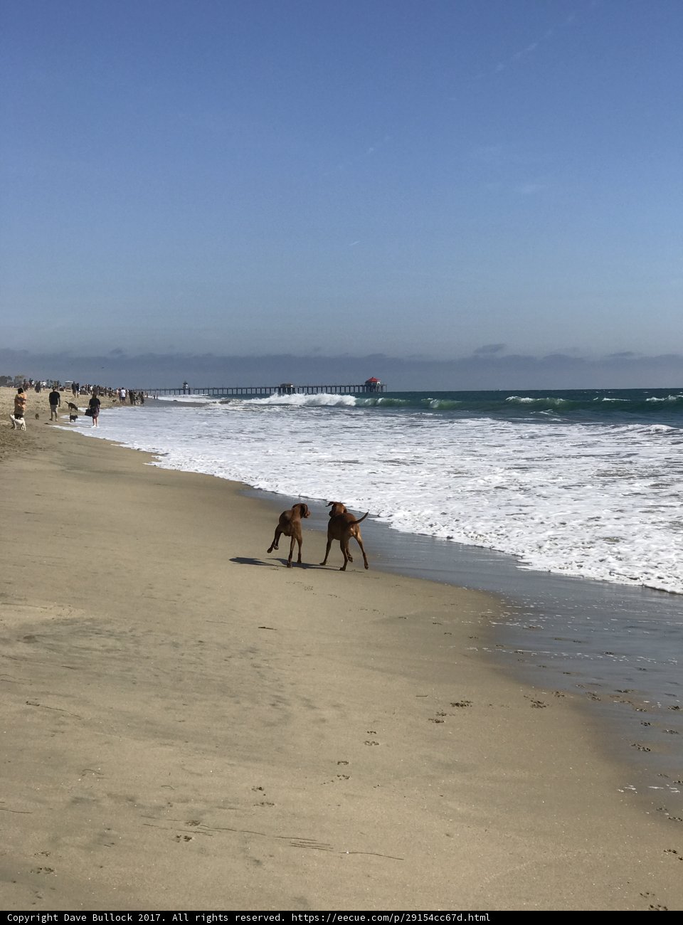 Beach Hounds