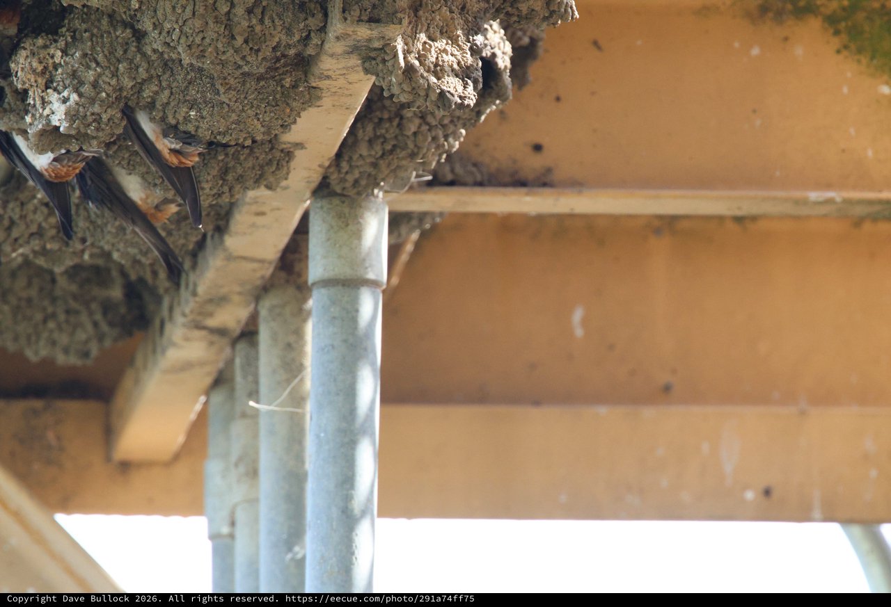 Cliff Swallows Building Mud Nest Under Wooden Structure