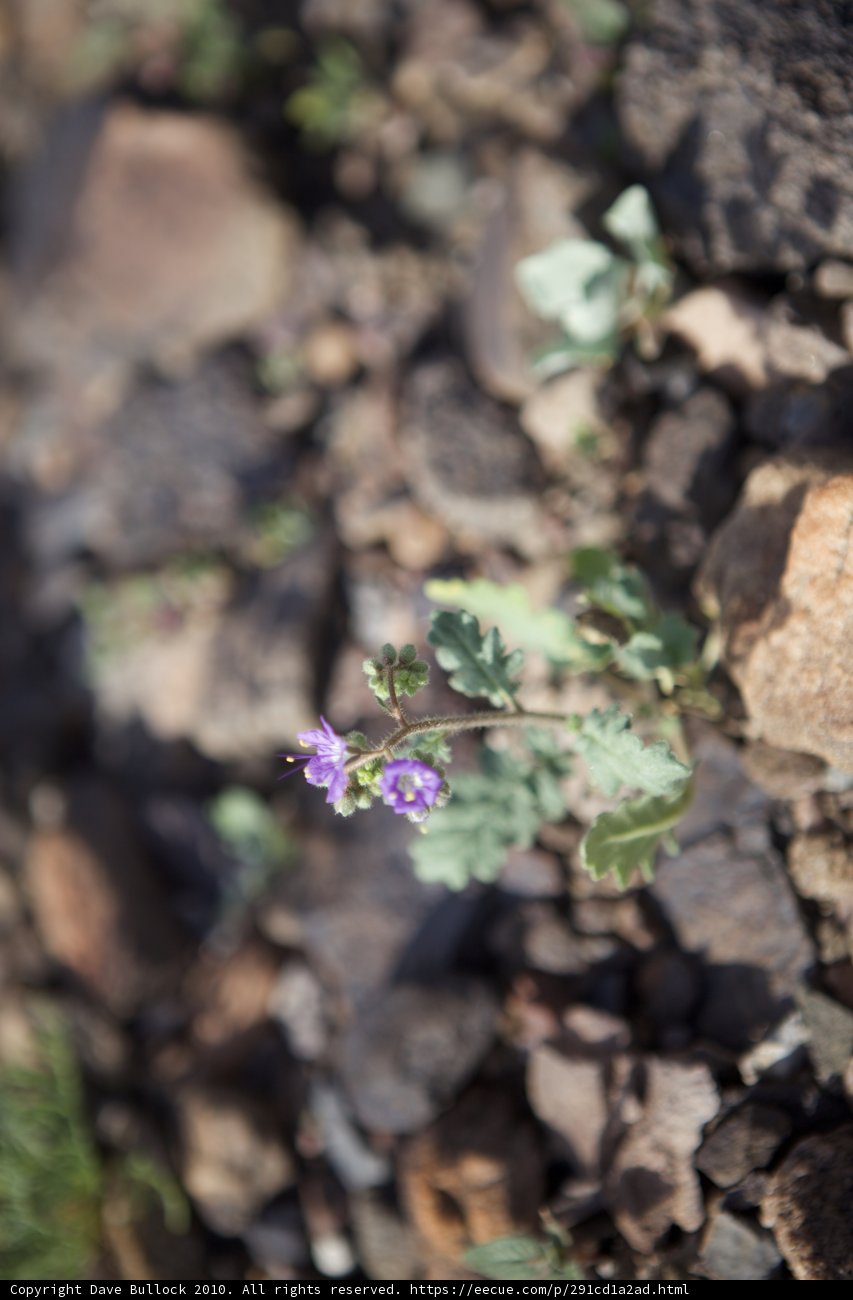 A Geranium Among the Rocks