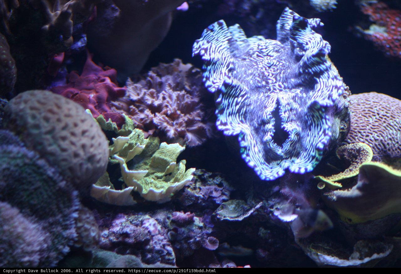 A Colorful Reef Paradise