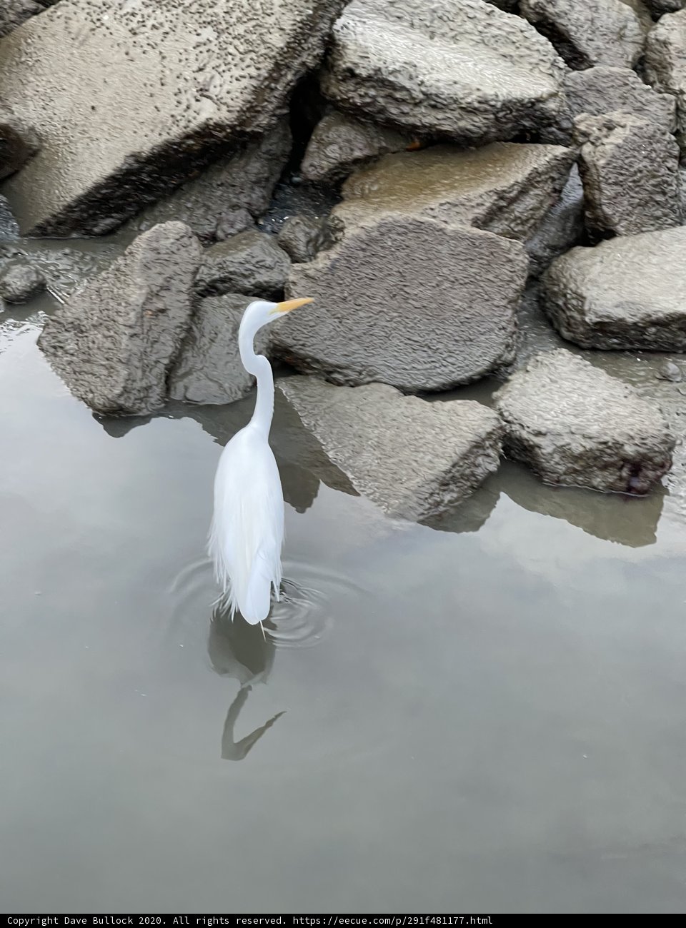 Elegant Great Egret on the Rocky Pond