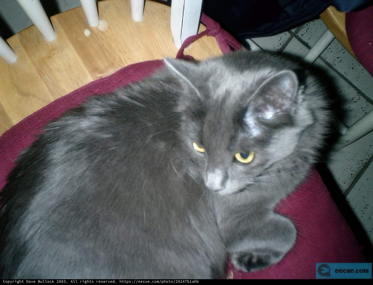 Lazy Day Cat