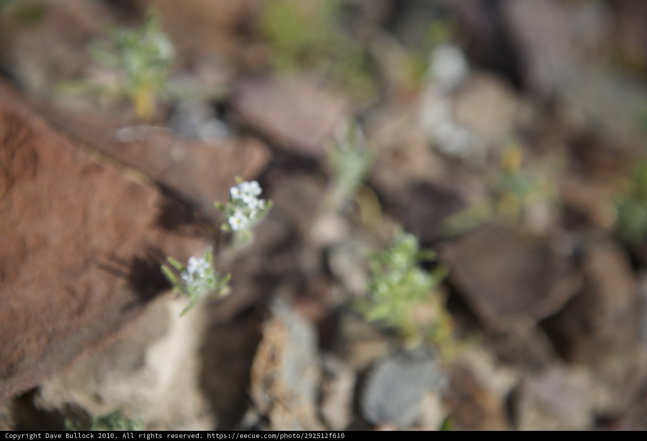 Blooming Beauty on Rocky Terrain
