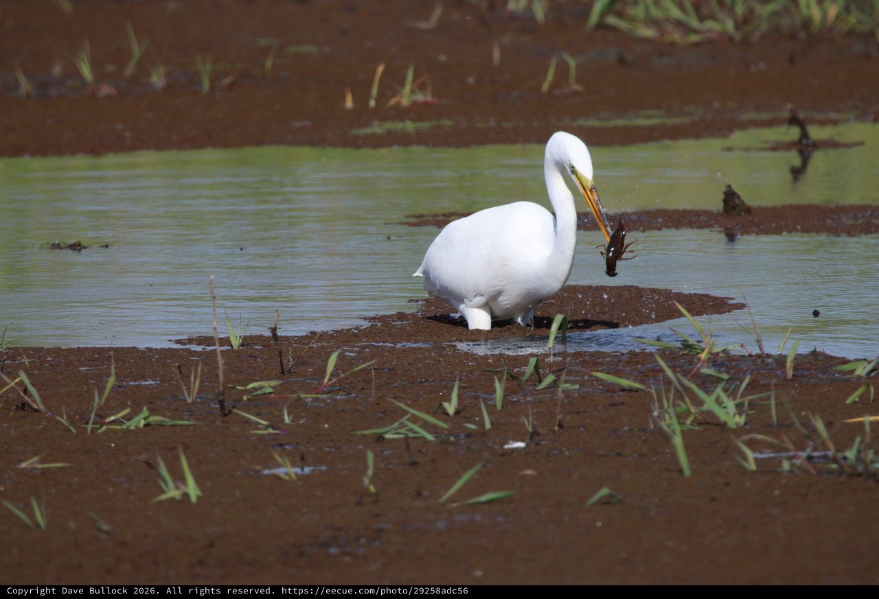 Great Egret Hunting with Crayfish in Wetland Shallows
