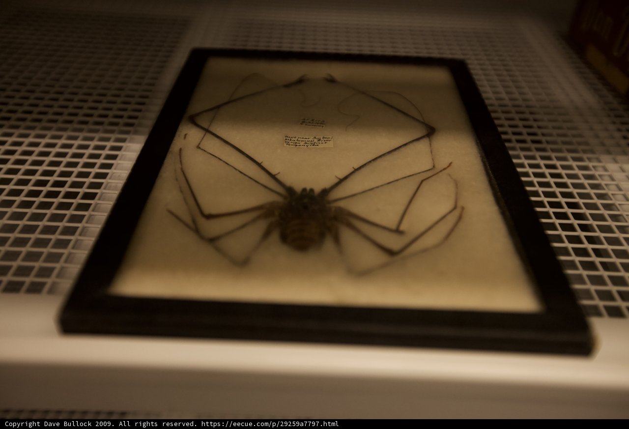 Arachnid in Art: The Spider on Display