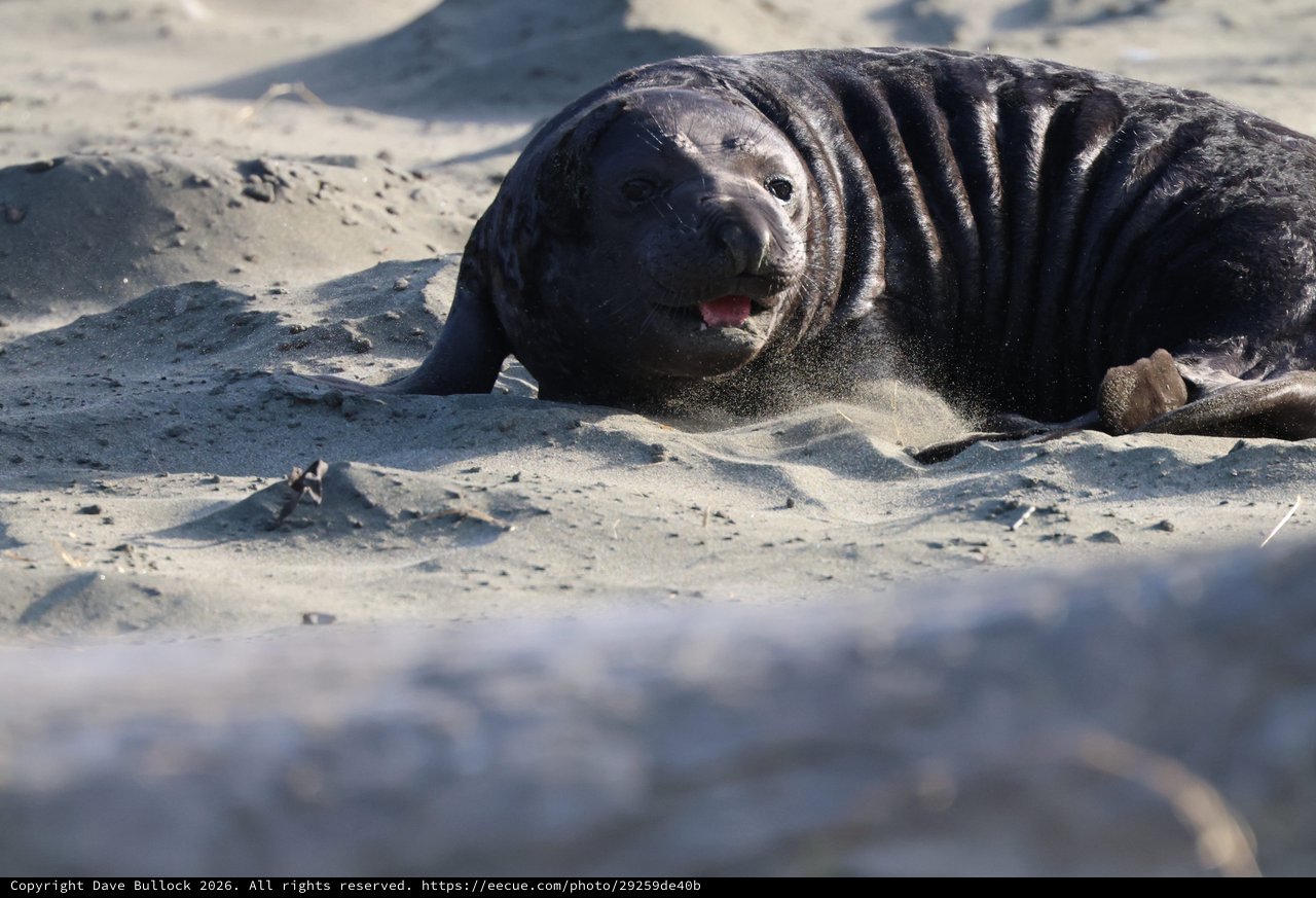 Northern Elephant Seal Pup Resting on Sandy Beach