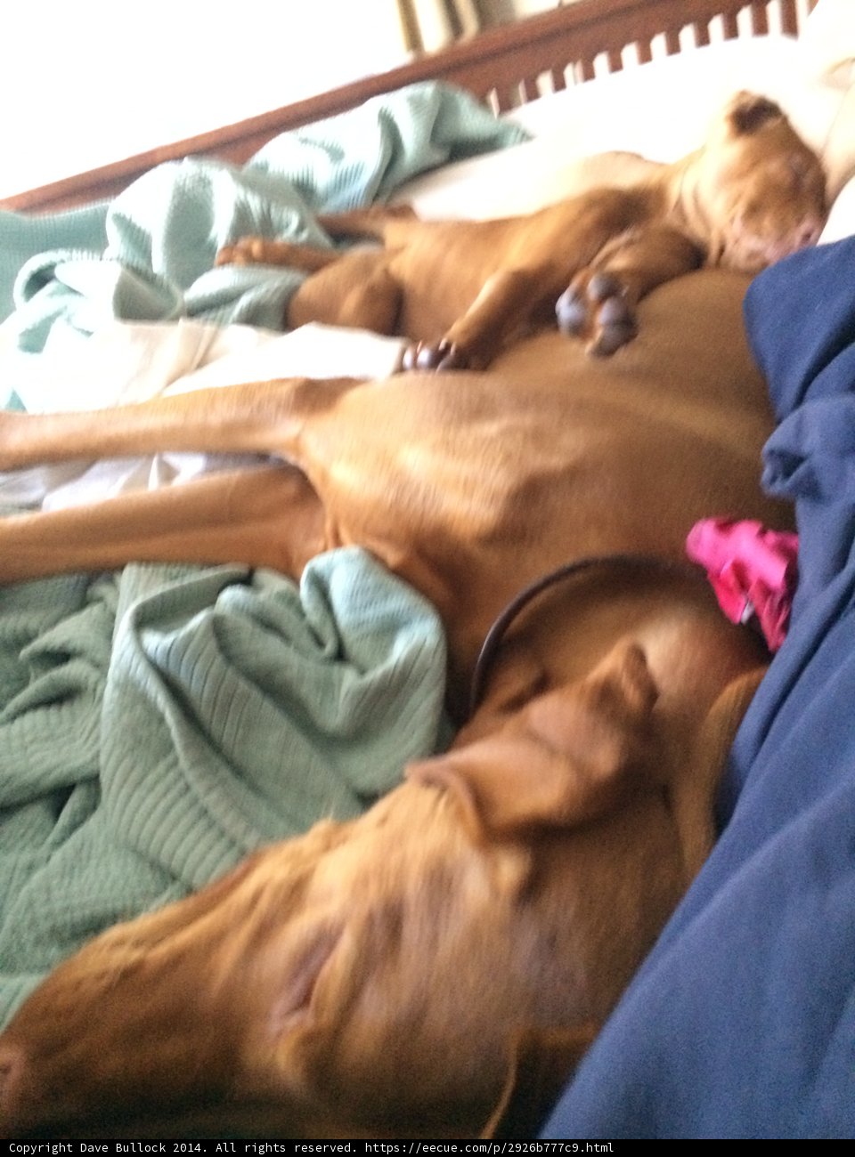 Canine Cuddles on Cozy Bedding