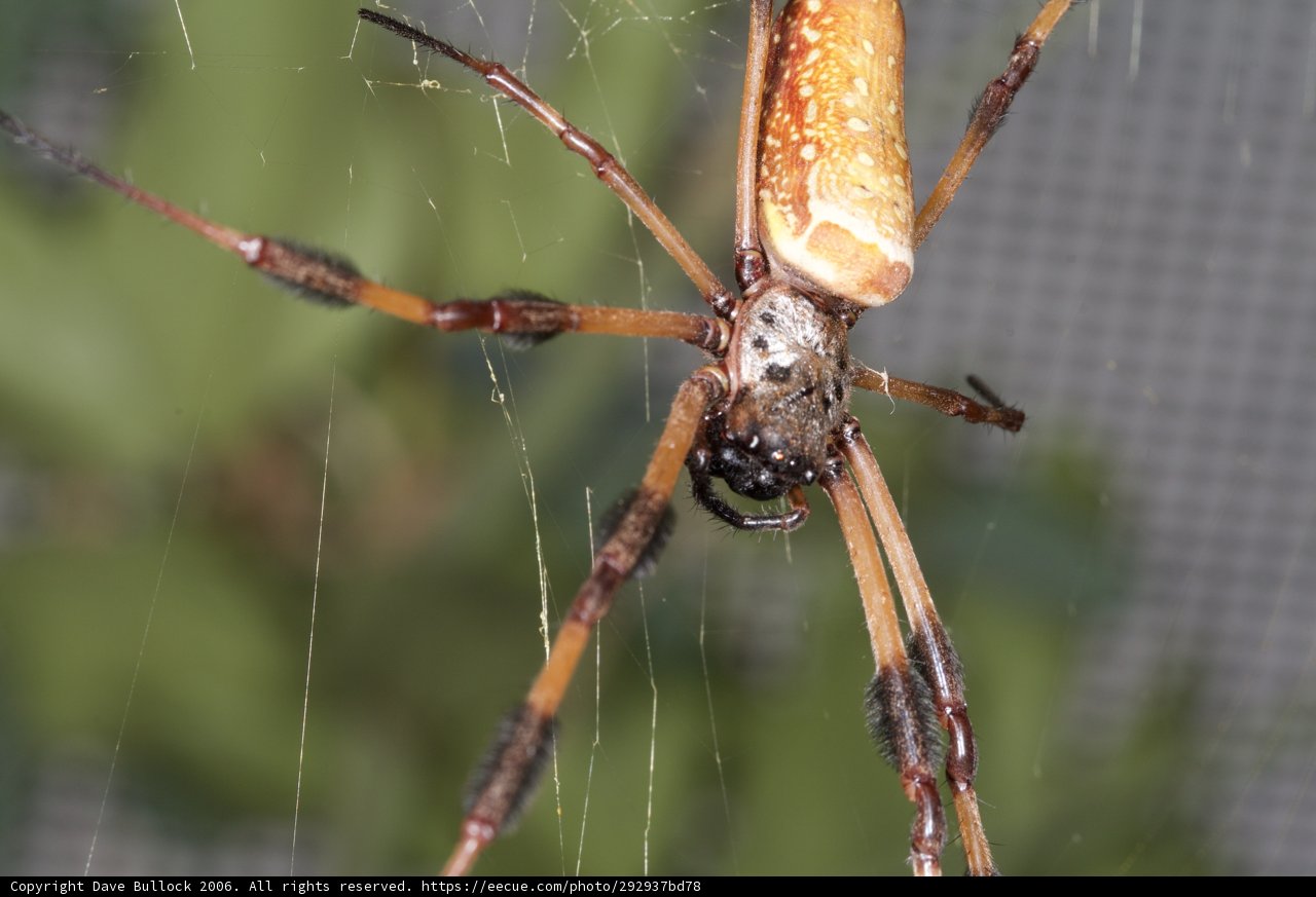 Garden Spider