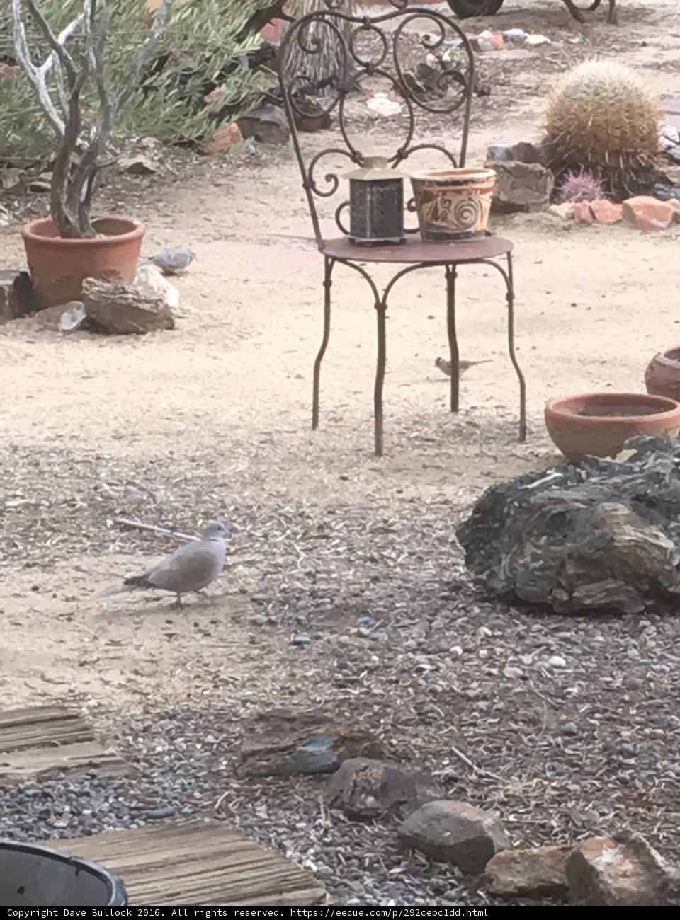 Unwavering Visitor