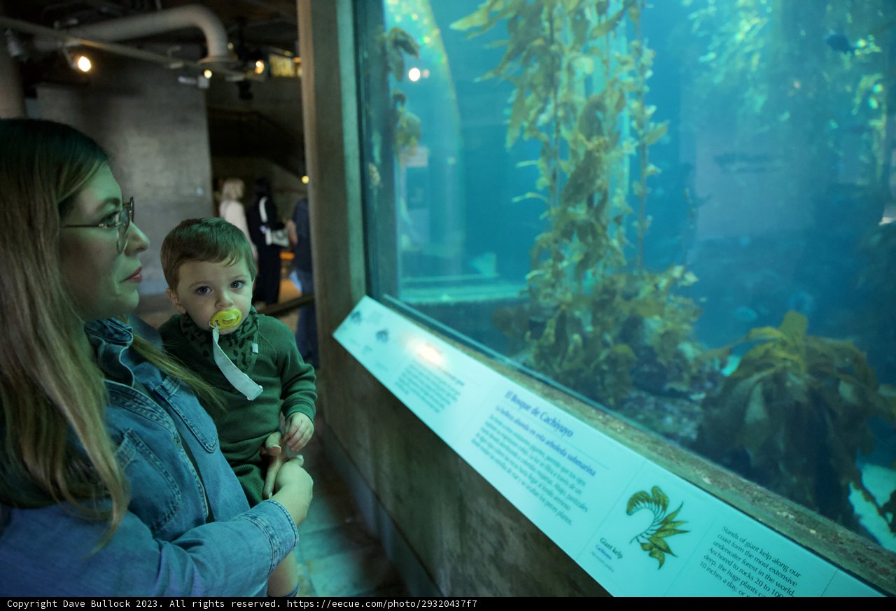 Magical Reef Exploration at Monterey Bay Aquarium