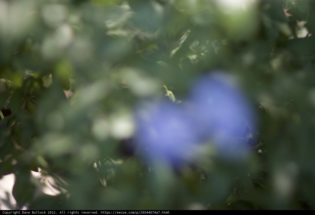 Blurry Blue Bloom